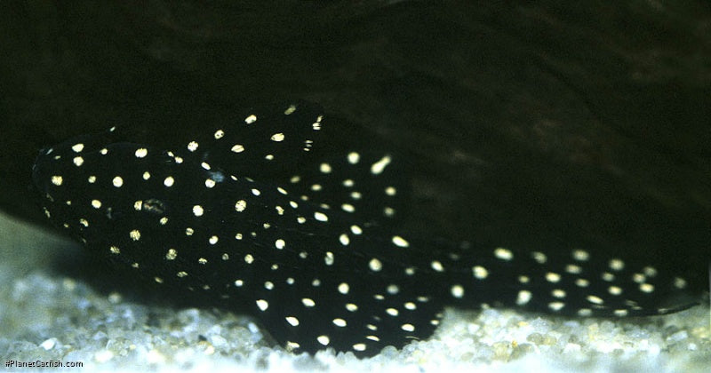 L097 Polka Dot Pleco 2