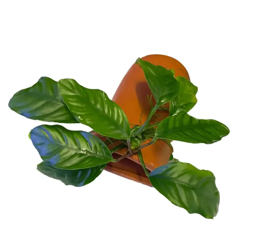 Terracotta Breeding Cave With Anubias