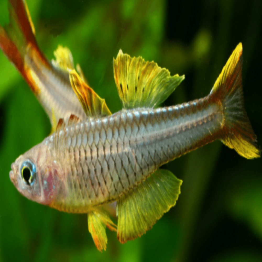 Blue Eye - Ivanstoffi