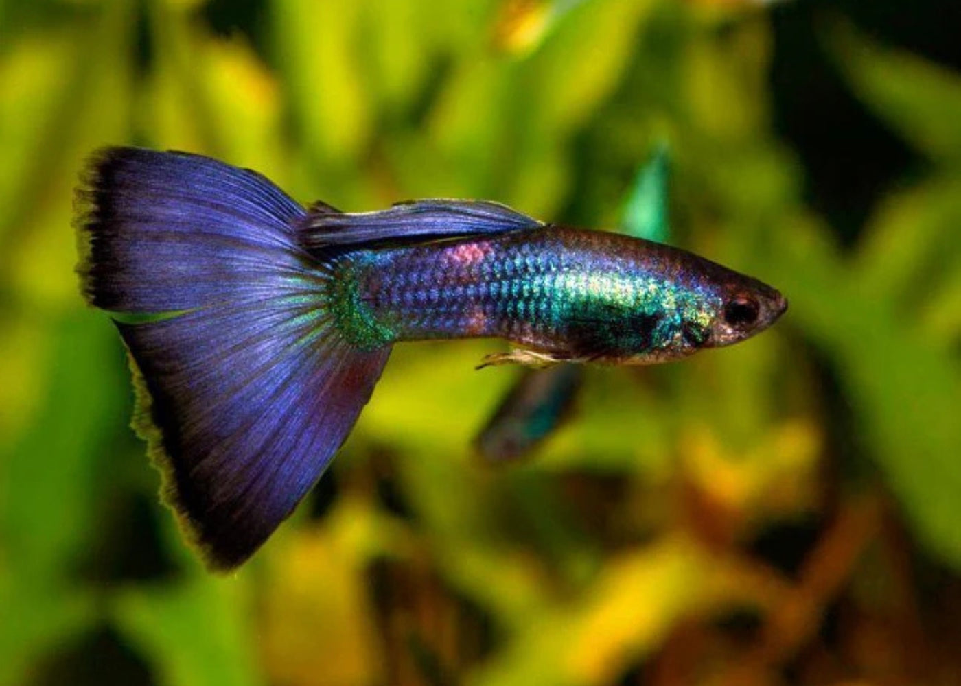 Guppy - Metallic Blue Lace - Male