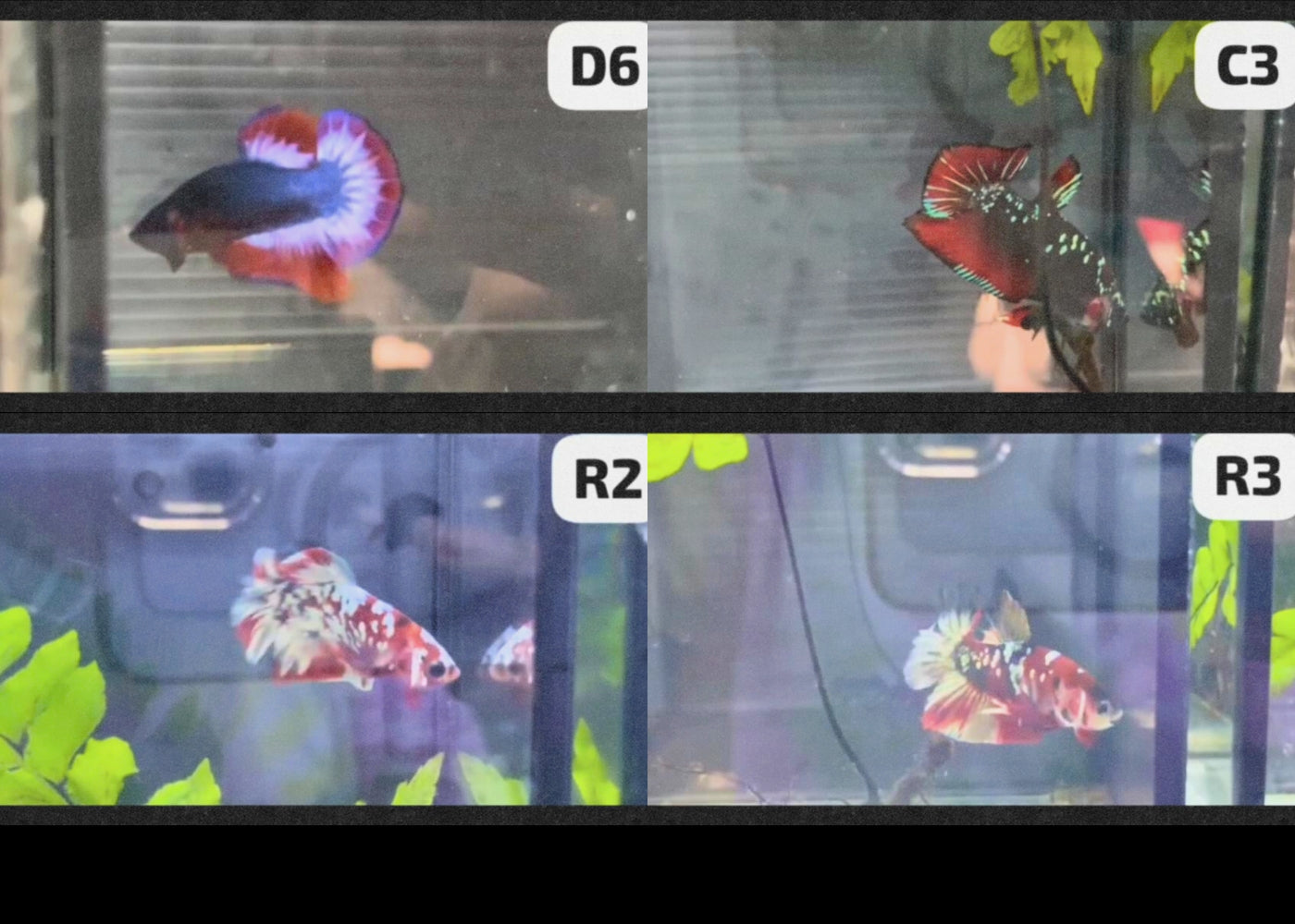 Betta - Assorted fancy - video 2