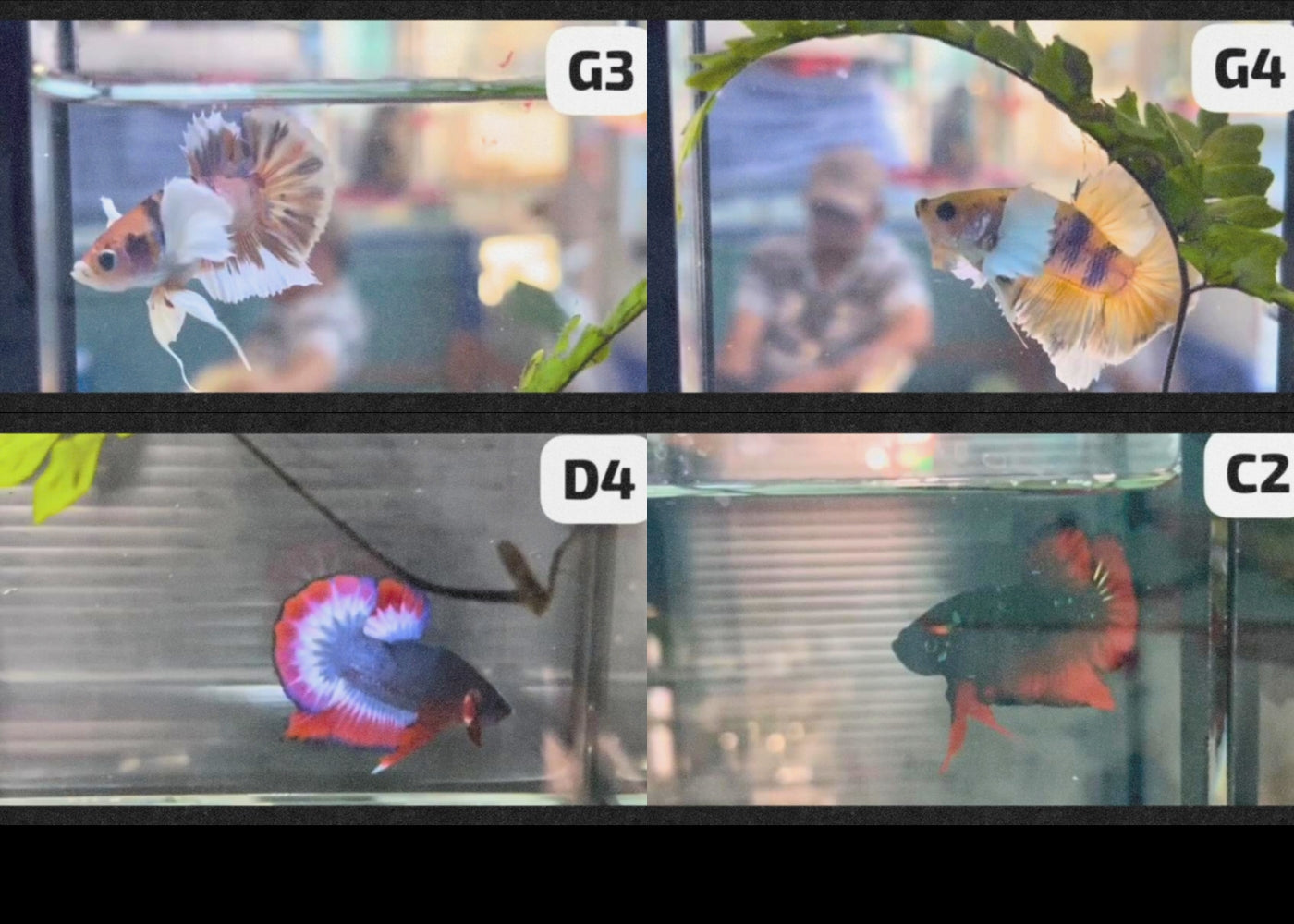 Betta - Assorted fancy - video 3