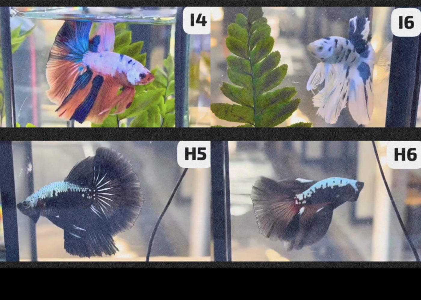 Betta - Assorted fancy - video 4