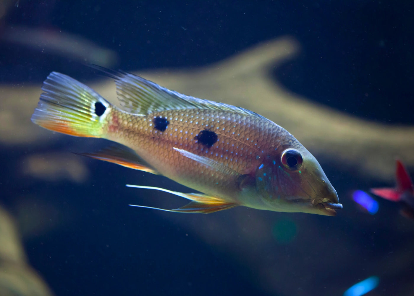 Satanoperca Daemon - RARE