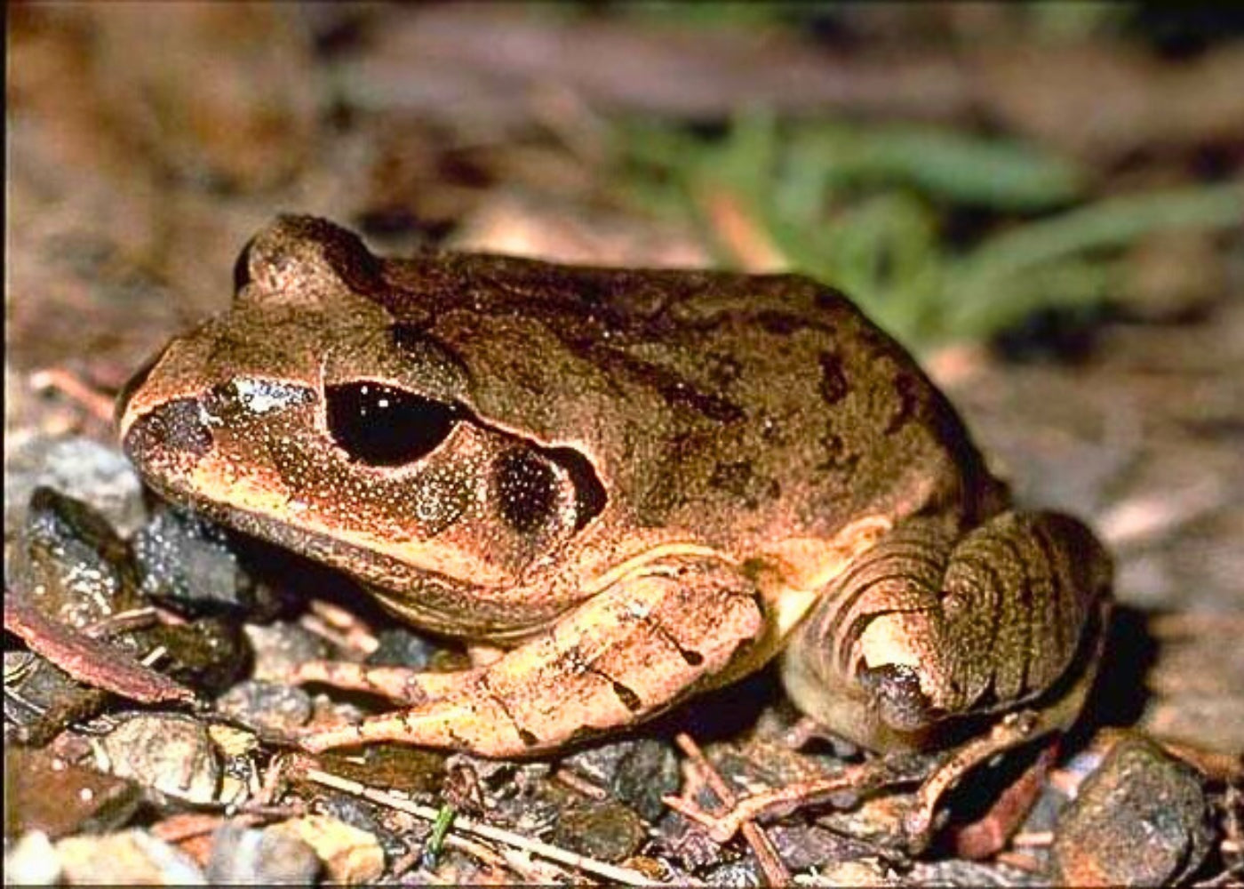 Great Barred Frog - Juv