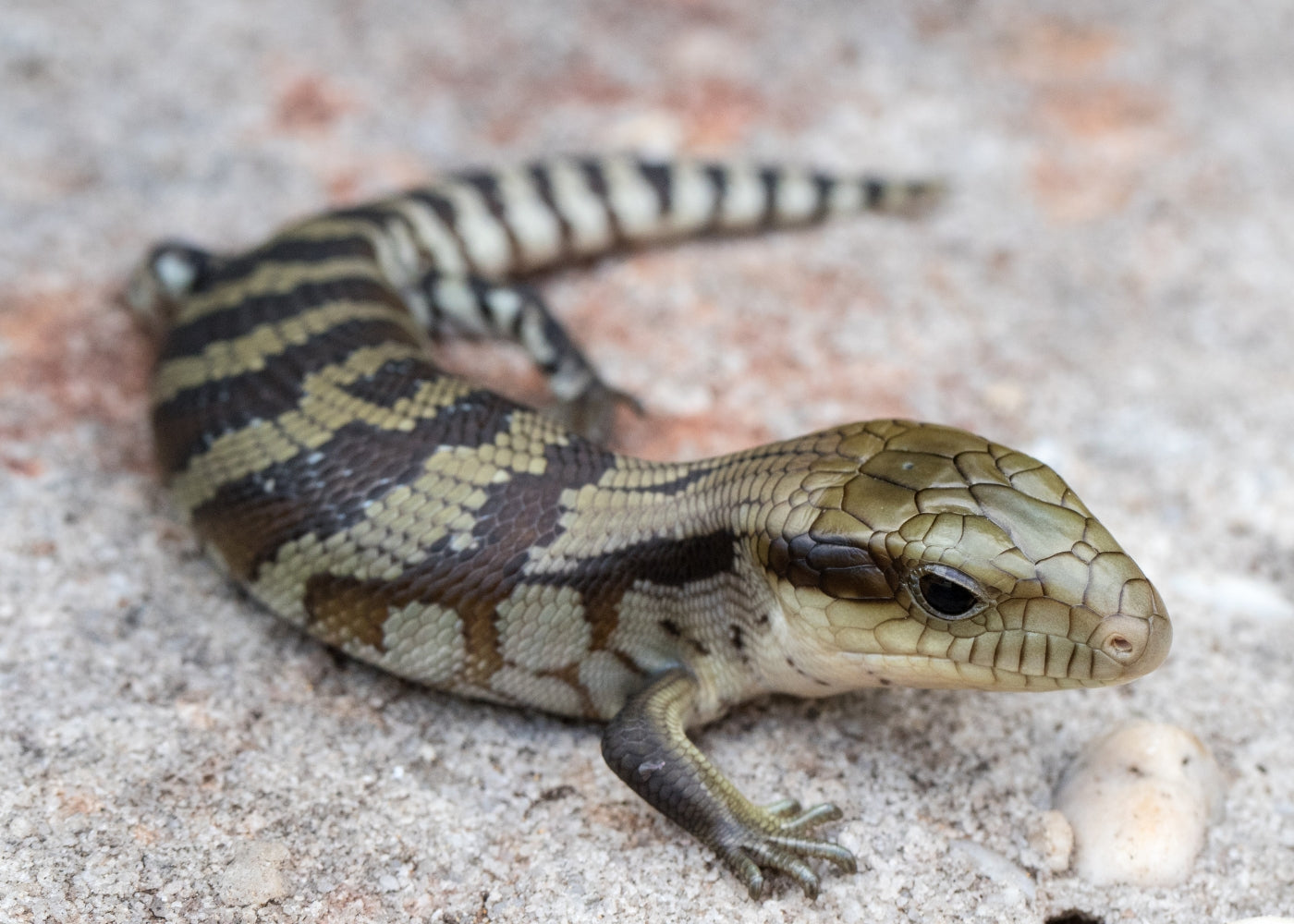 Blue Tongue Lizard Large