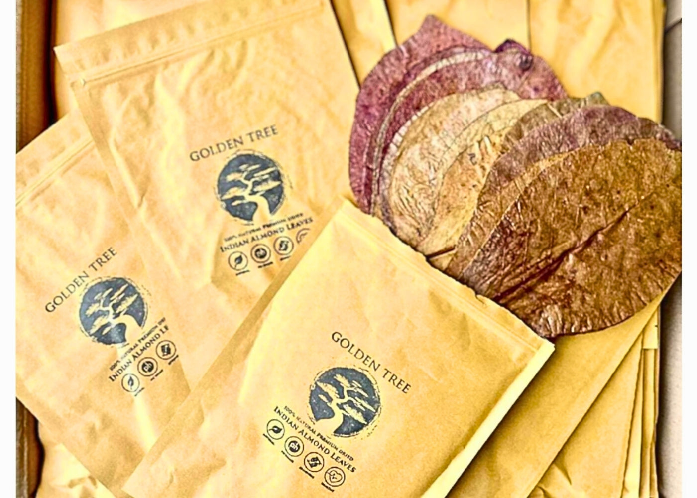 Golden Tree Premium Indian Almond Leaves