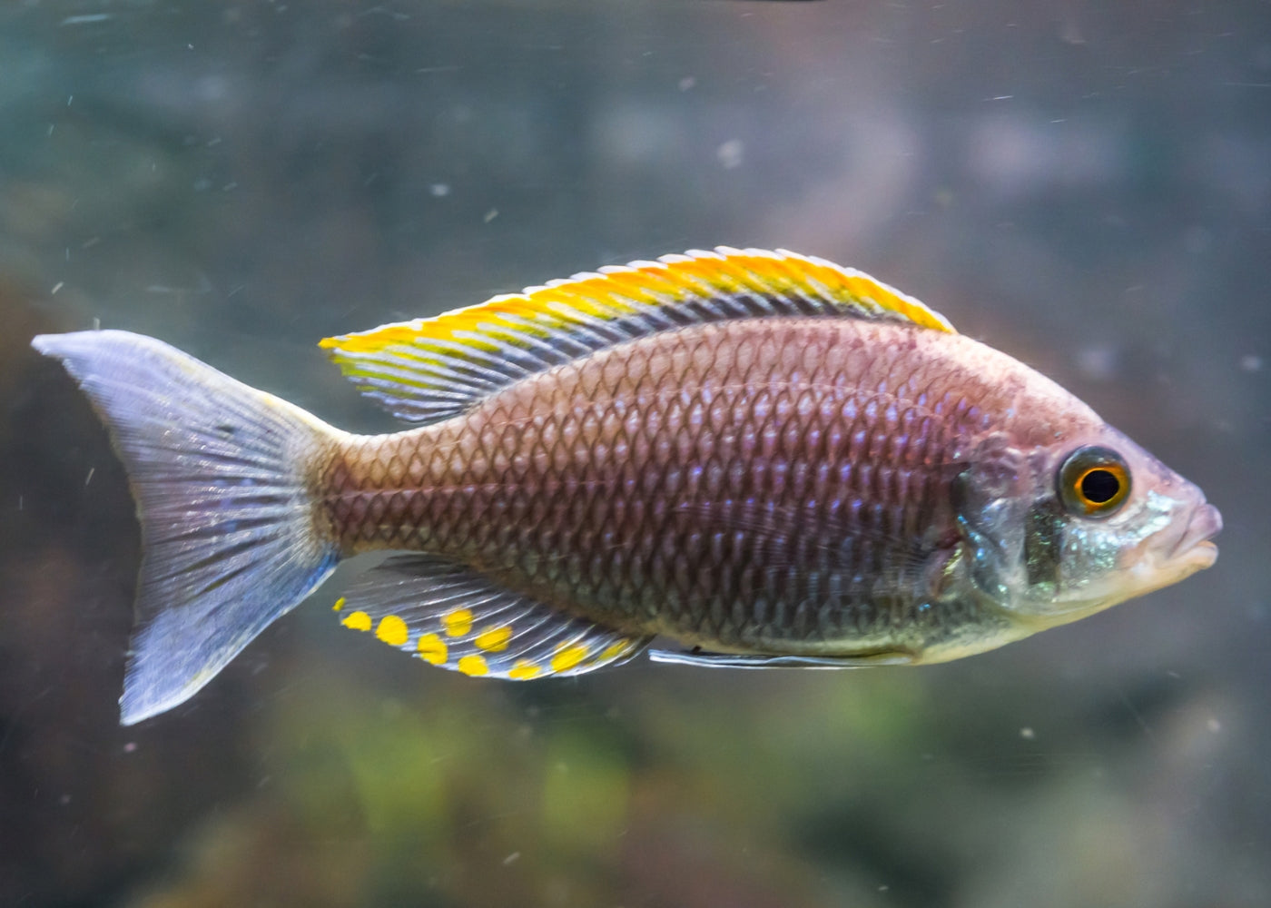 Copadochromis Virginalis "Firecrest" 2