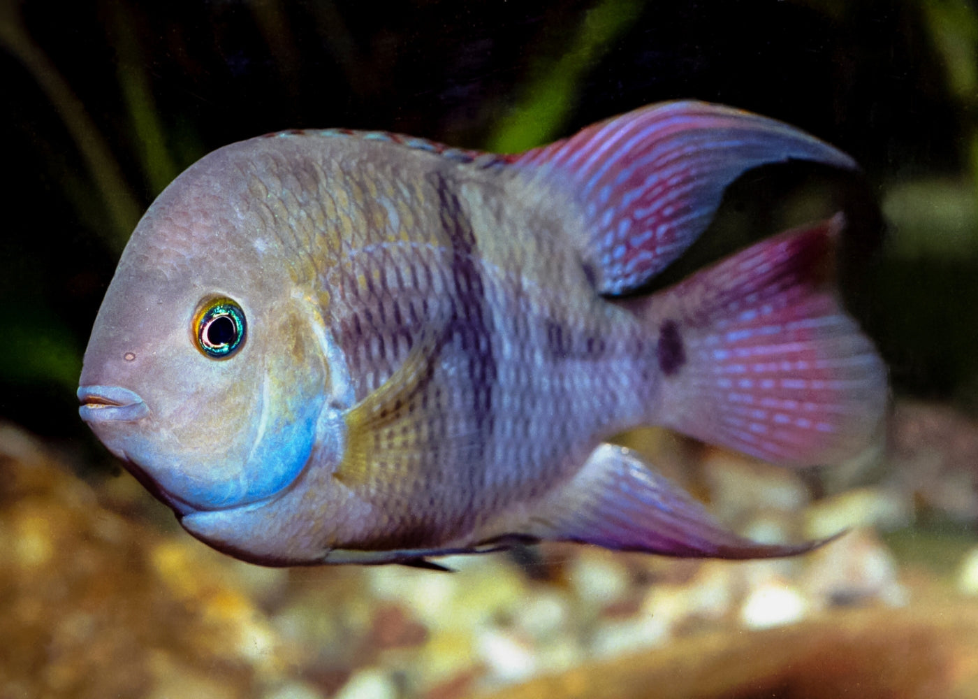 Sajica T Bar Cichlid
