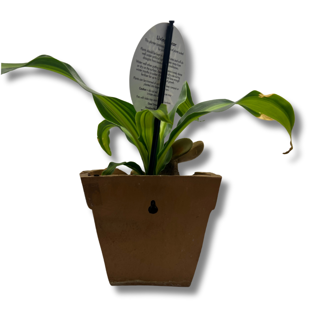 Terrarium Plant - Novelty Planter Rabbit 2