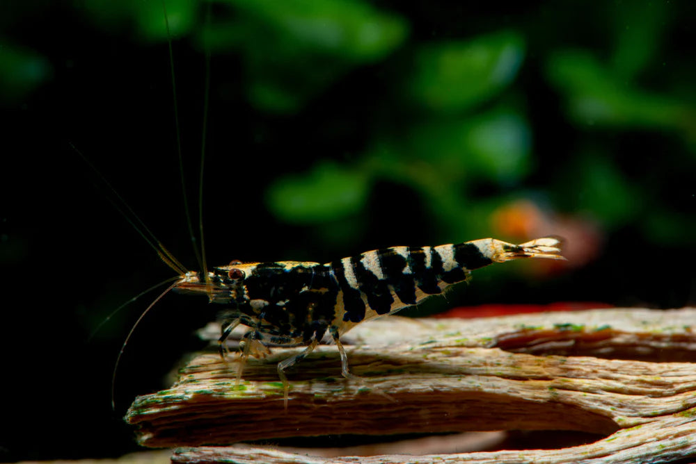 Shrimp - Black Pinto