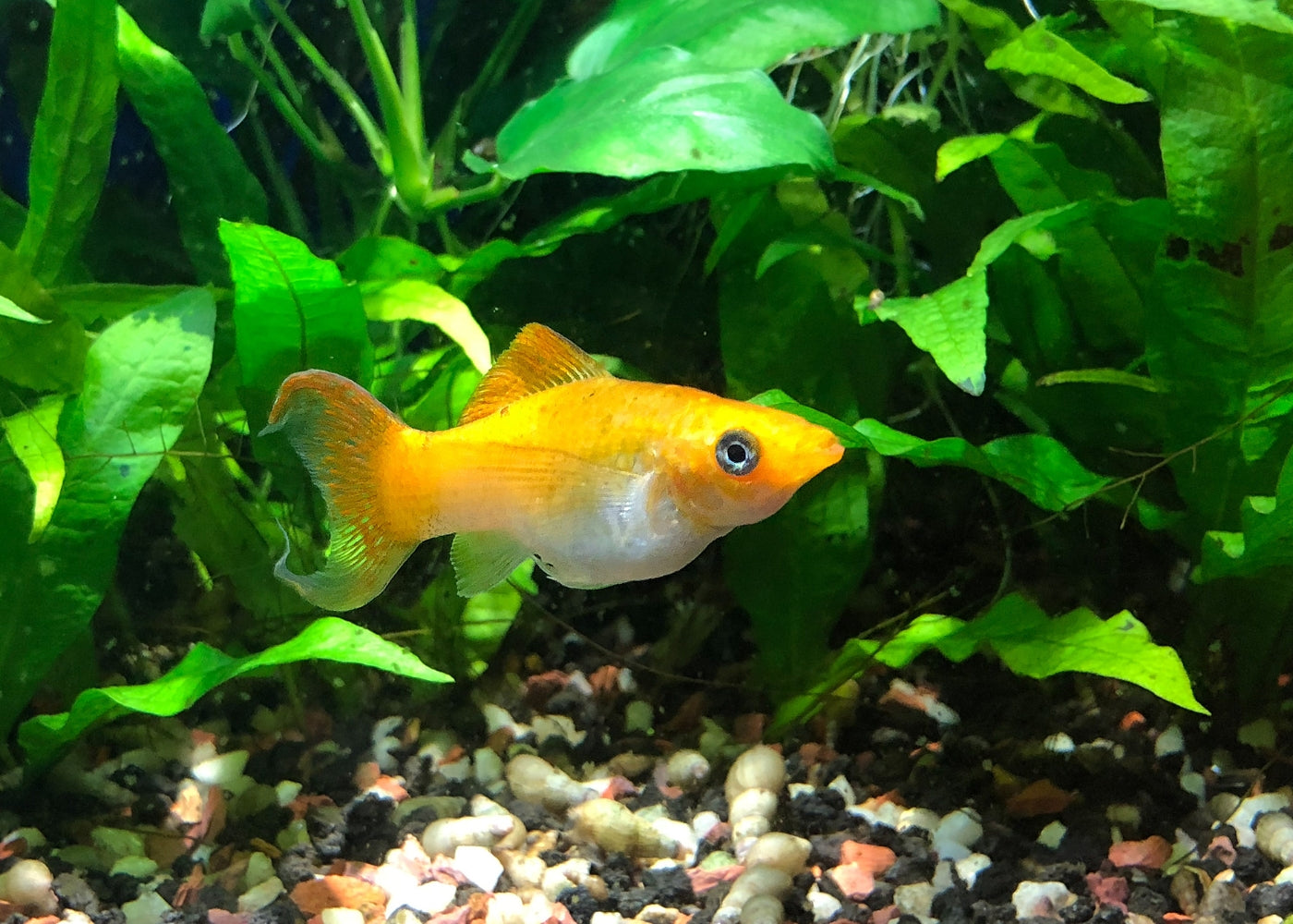 Molly - Sailfin Lyretail Assorted