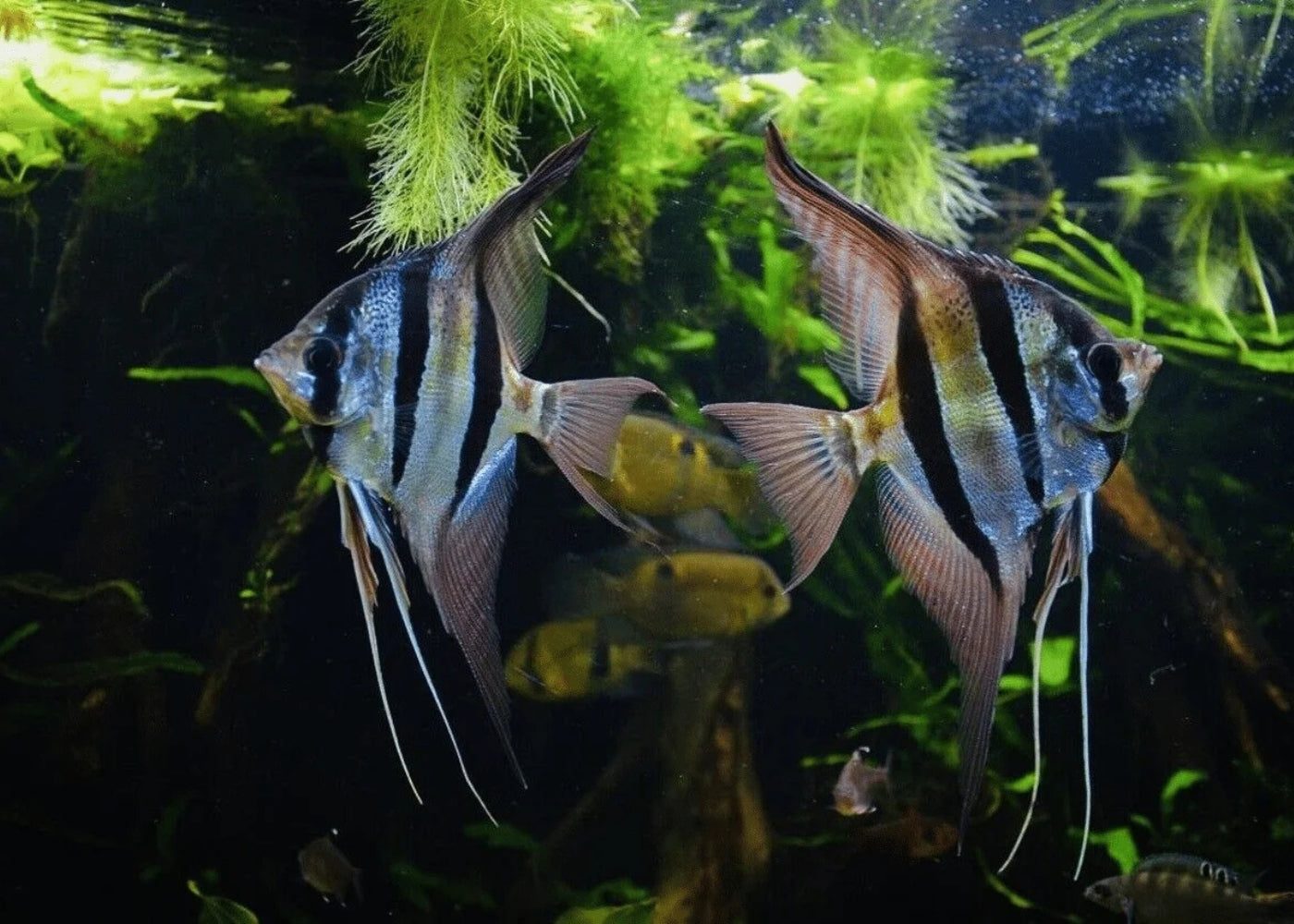 Orinoco Altum Angel 2