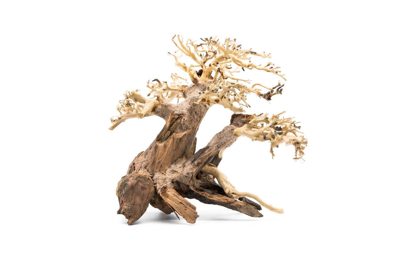 Bonsai Wood 3