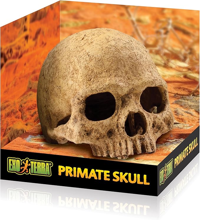 Human Skull Hide 2