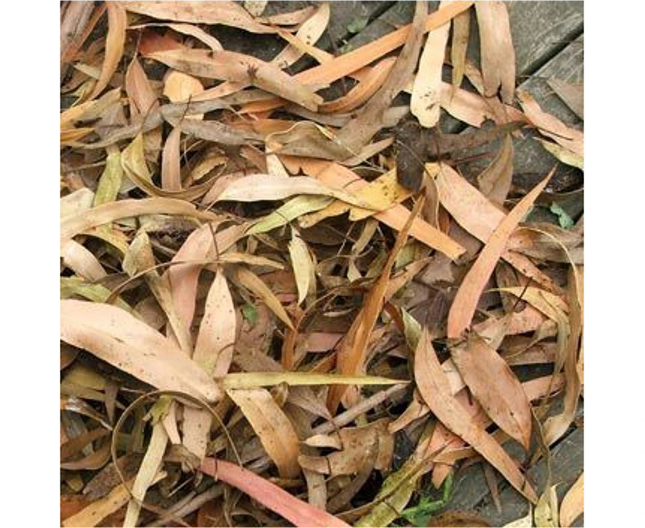 Fish Organic - Bio Active Start Up Kit 4