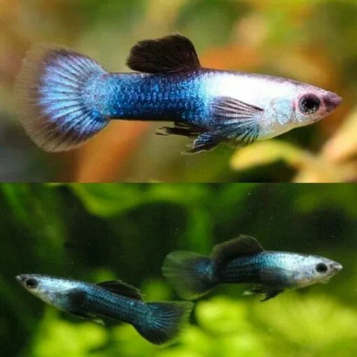 Guppy - Blue Panda Male