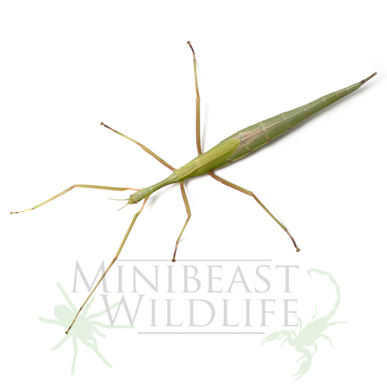 Stick Insect - Violet Winged