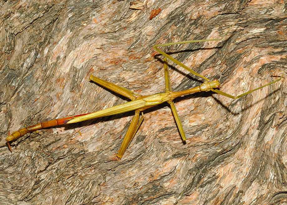 Stick Insect - Violet Winged 3