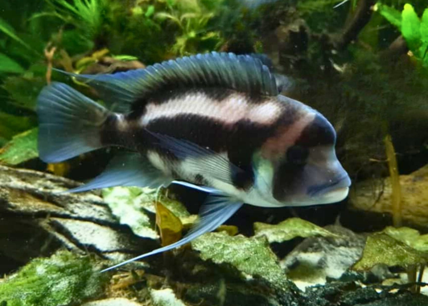 Cyphotilapia Frontosa - Black Widow