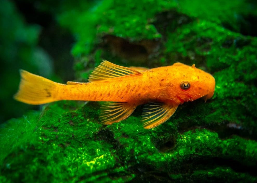 Super Red Bristlenose - Special 5 for $125 2
