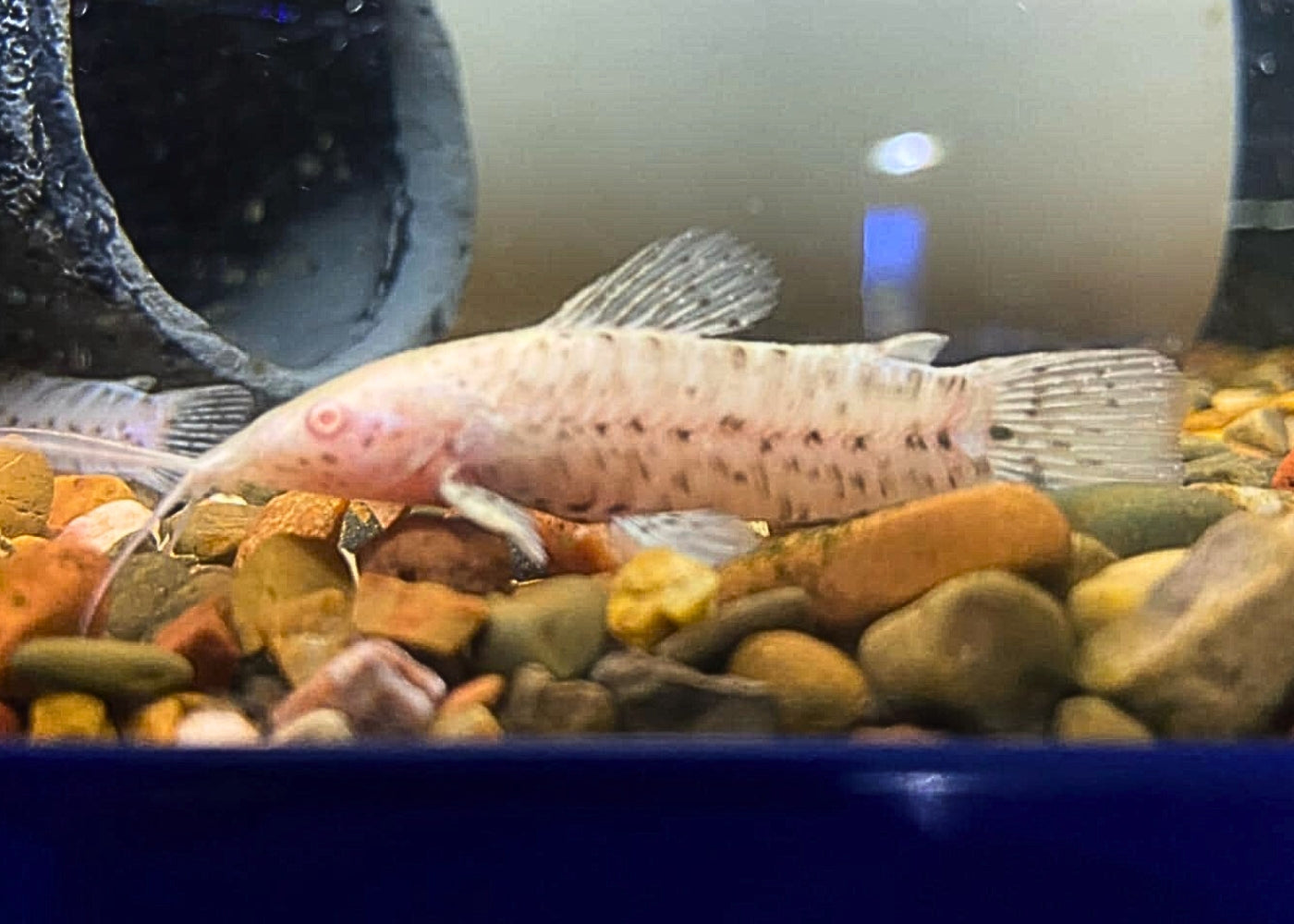 hoplo catfish albino