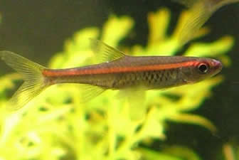 Red Stripe Rasbora - Rasbora Sarawakensis - Special 6 for $25