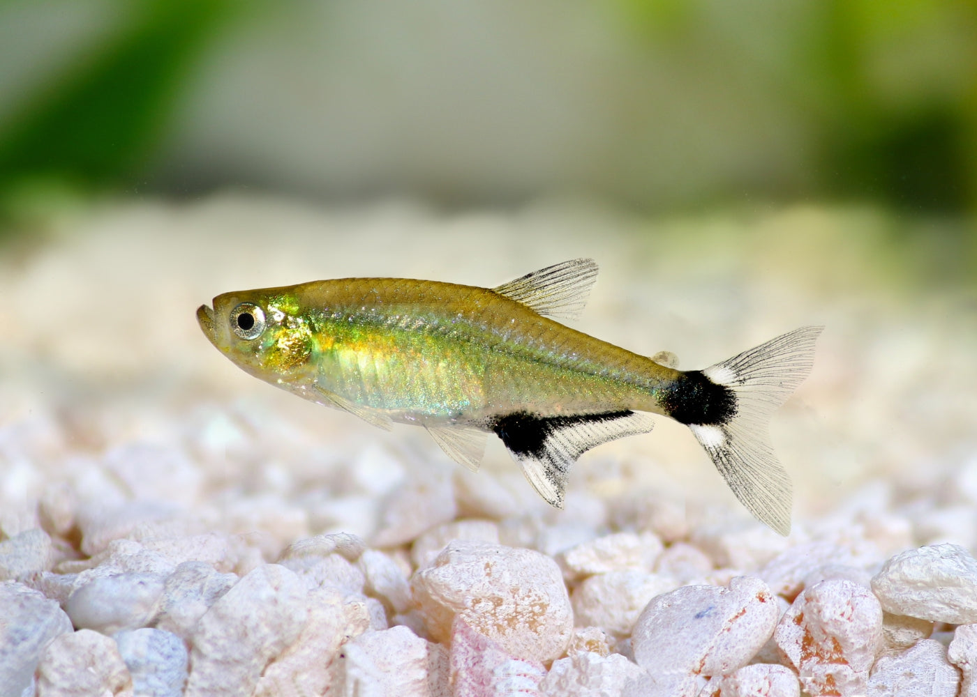 Dawn Tetra - Special 6 for $25