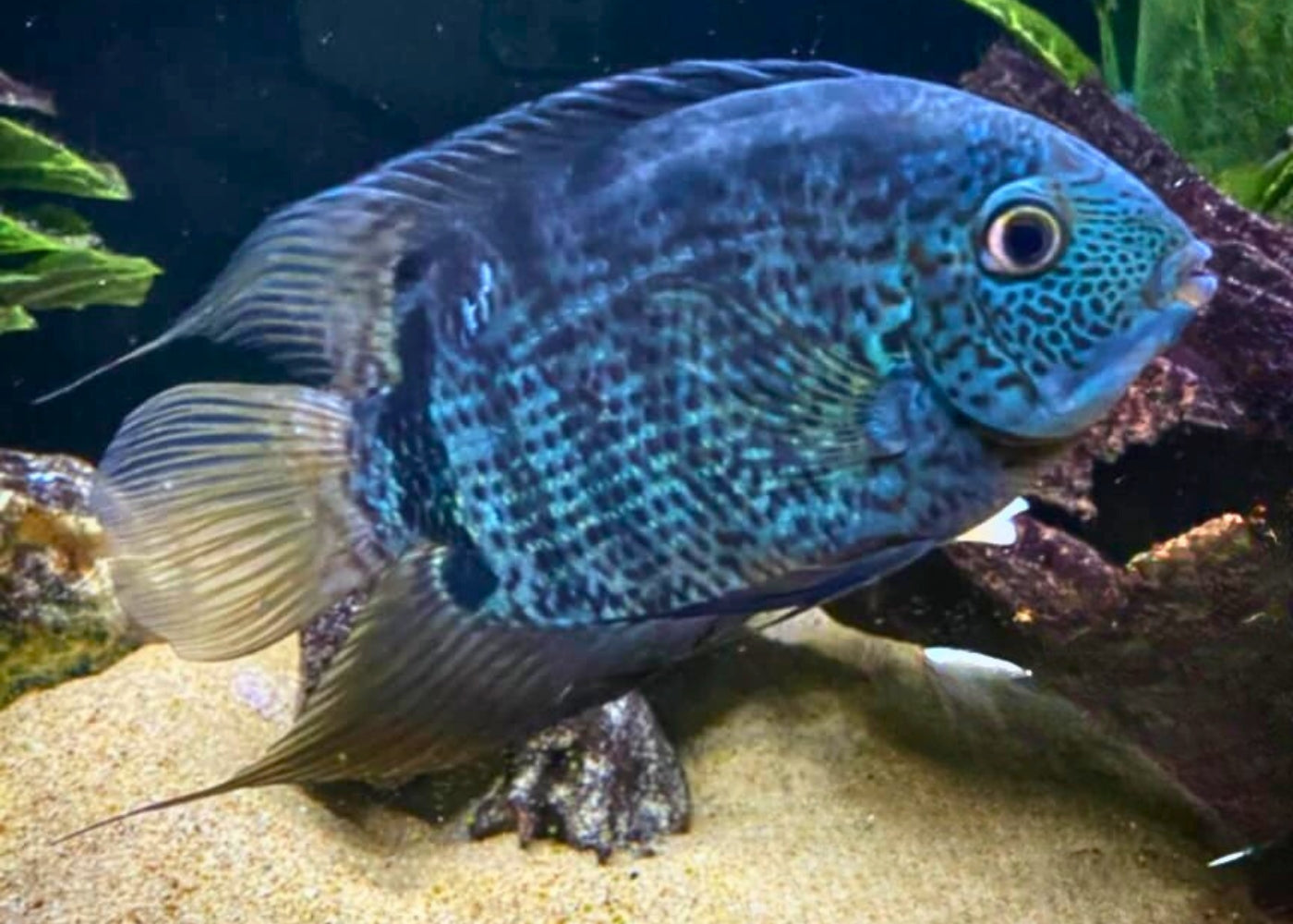 Severum - Blue