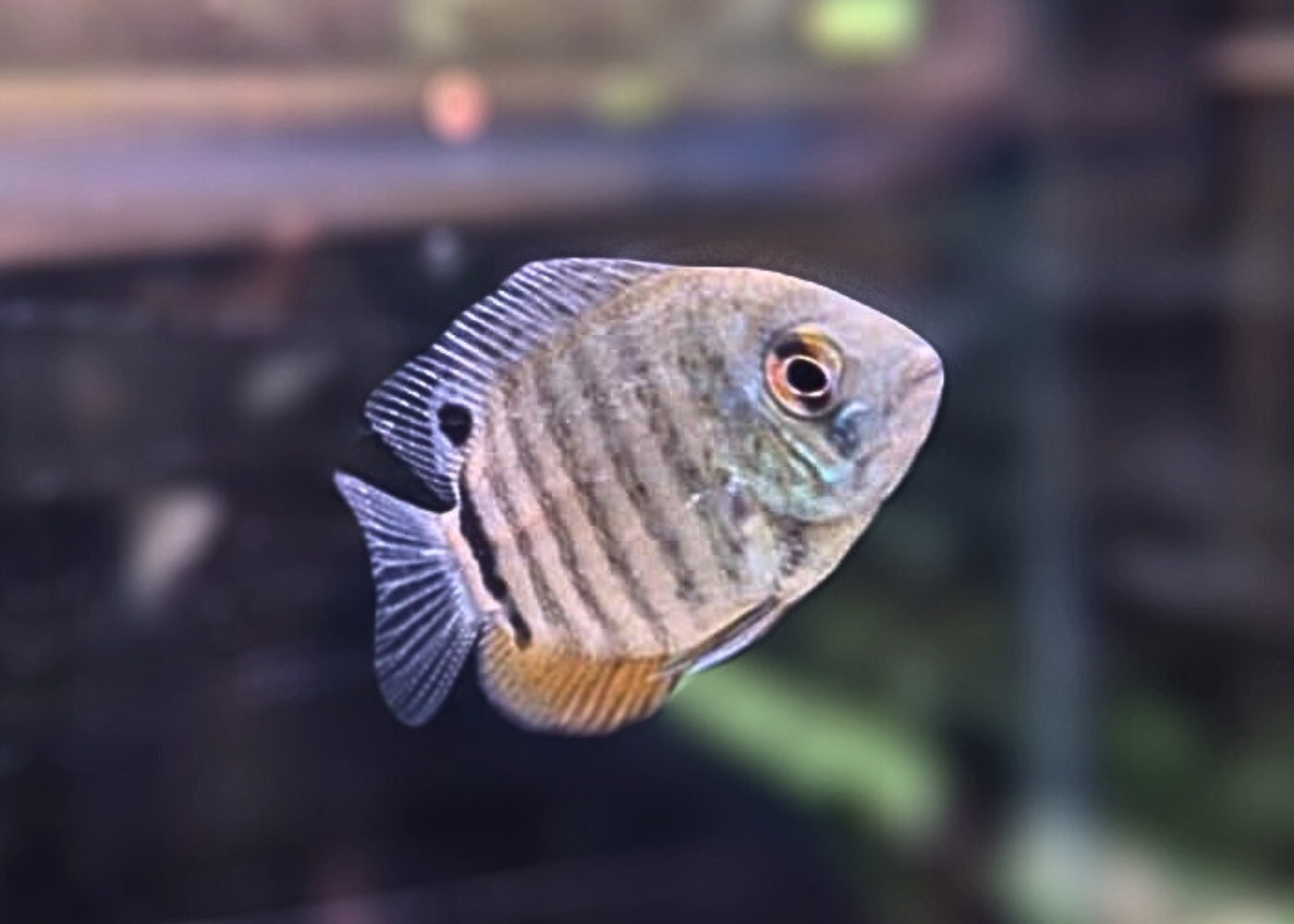 Severum - Blue 2