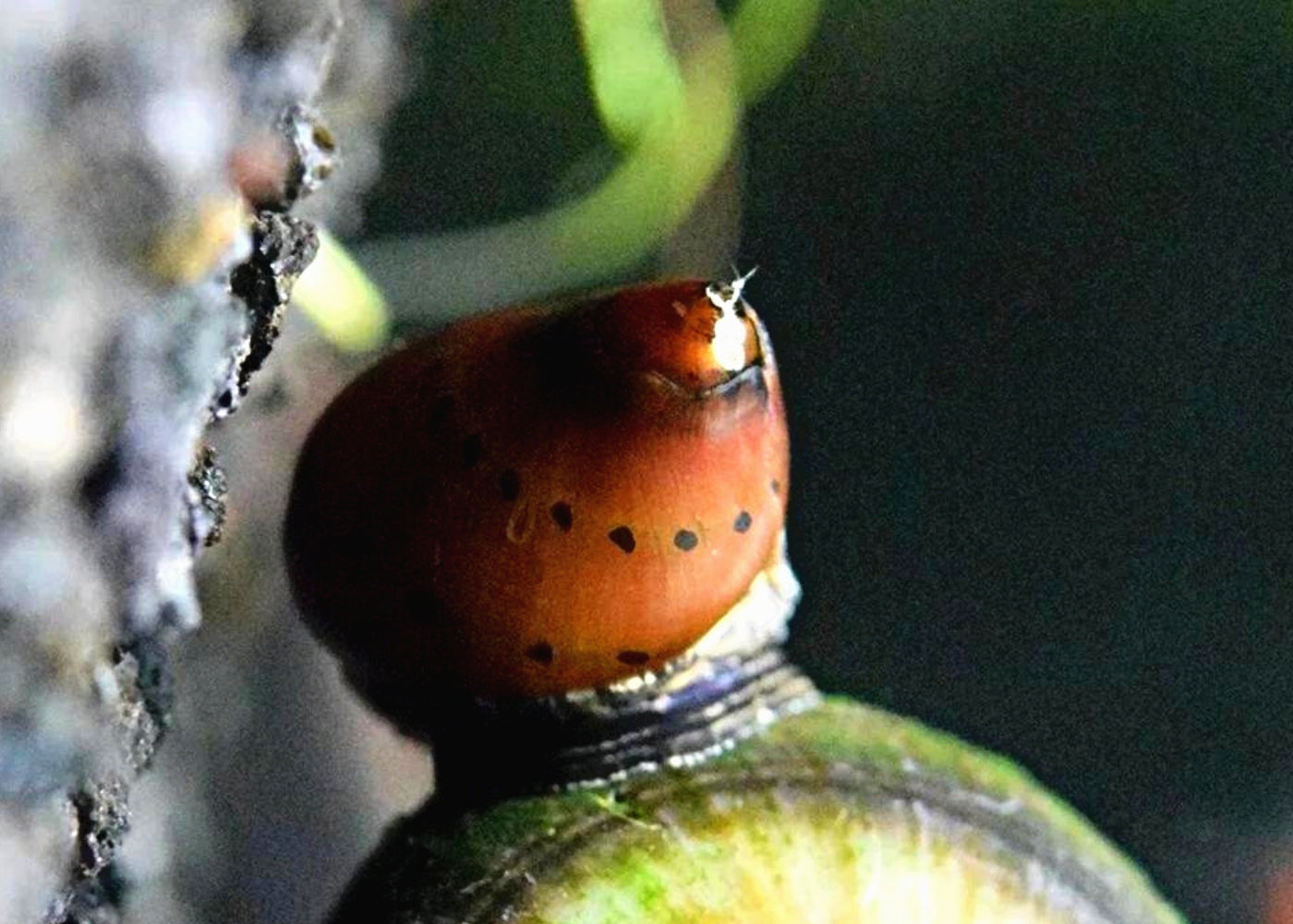 Snail Freshwater - Nerite 2