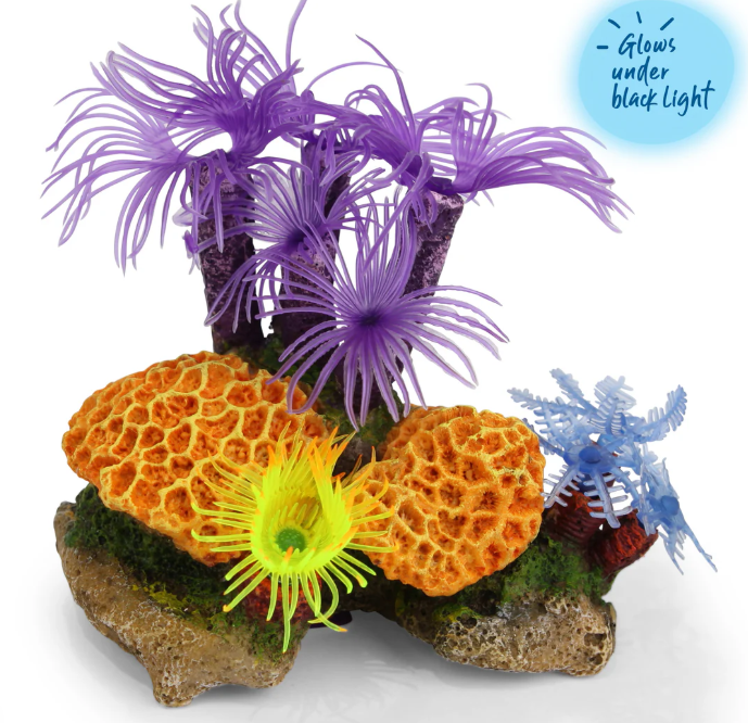 Kazoo - Purple Tunicate Coral Assorted