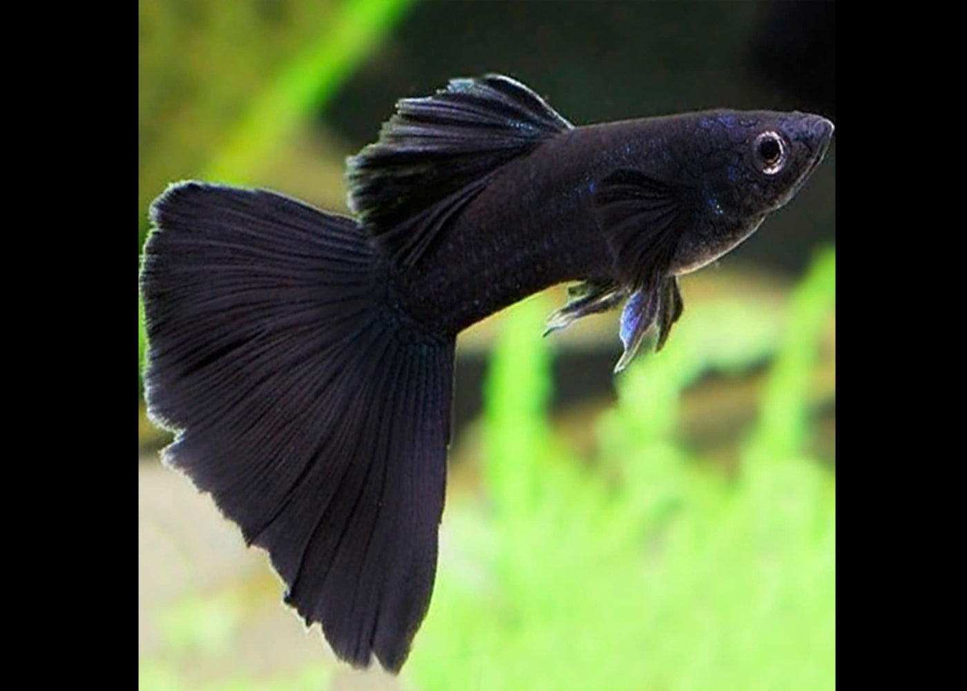Guppy Male Full Black