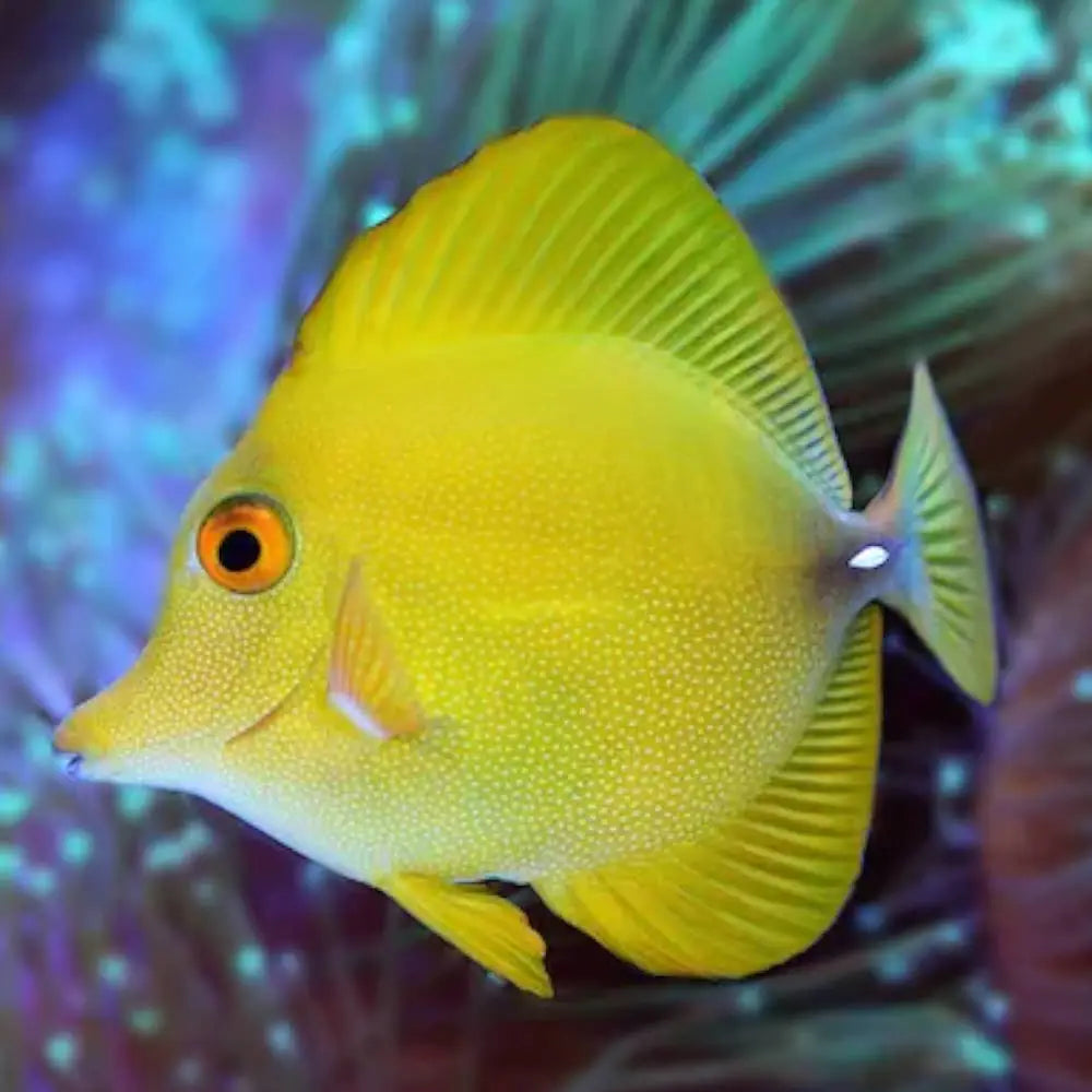 Premium Yellow Scopas Tang