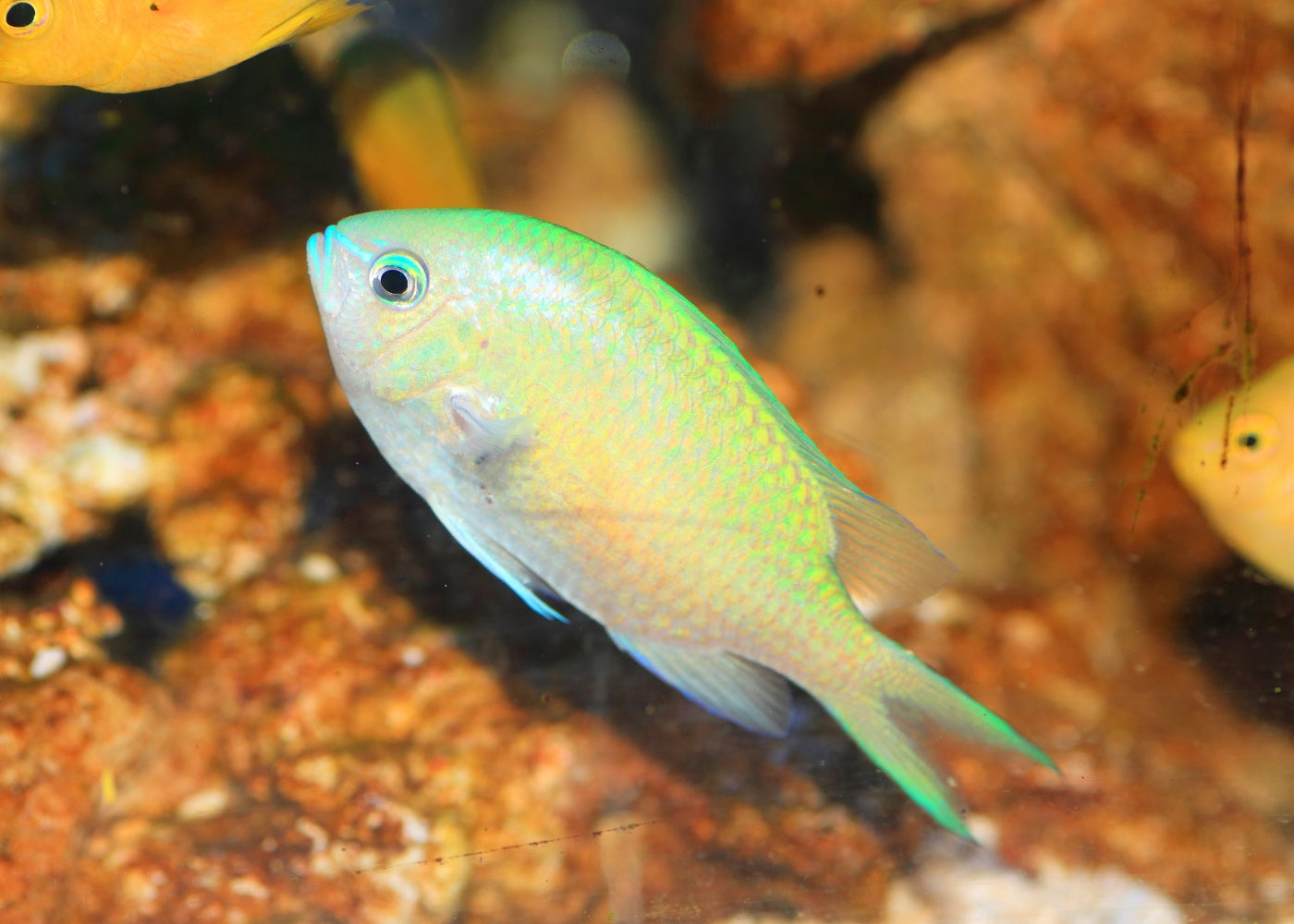 Chromis - Blue Green 3