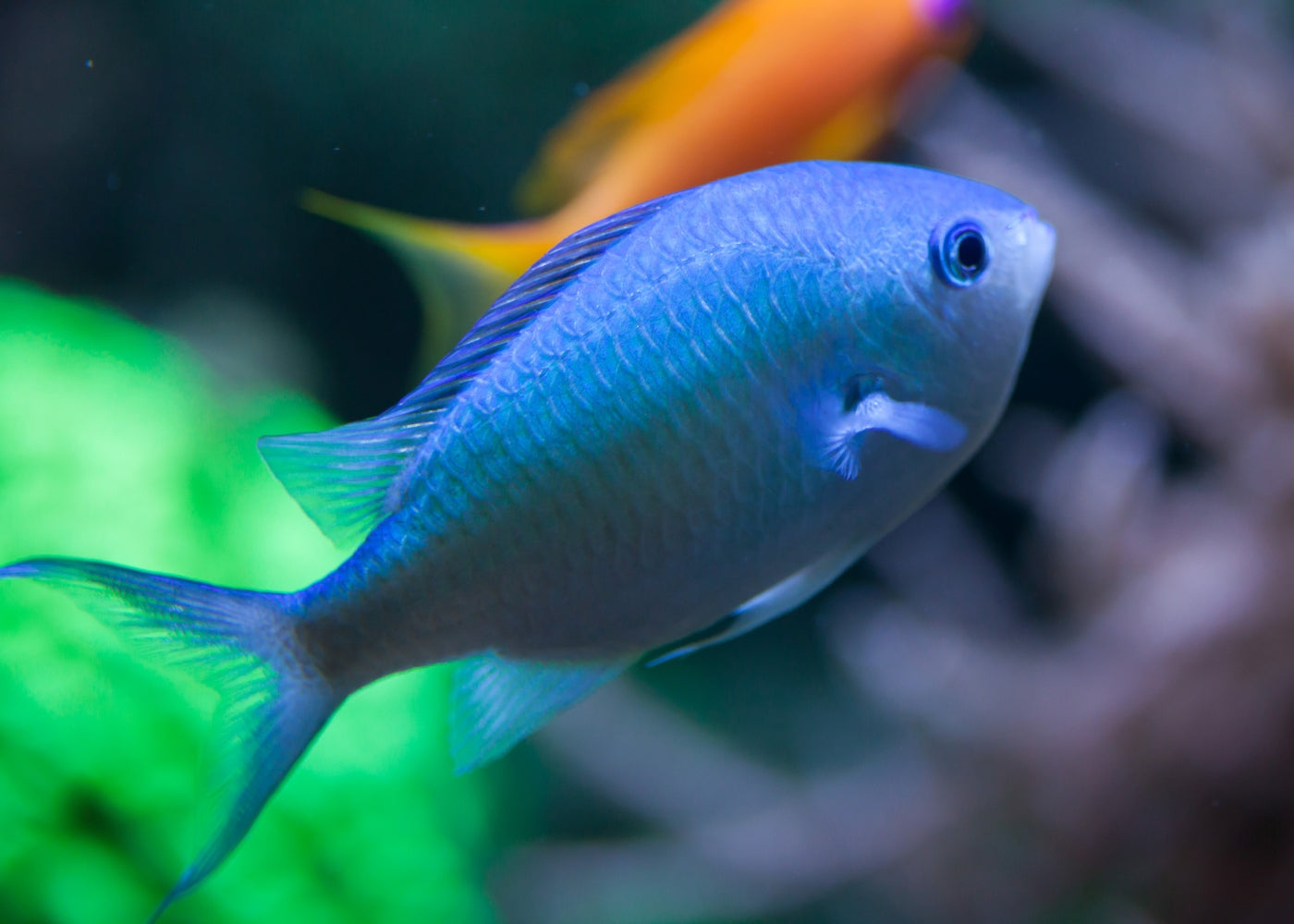 Chromis - Blue Green 2