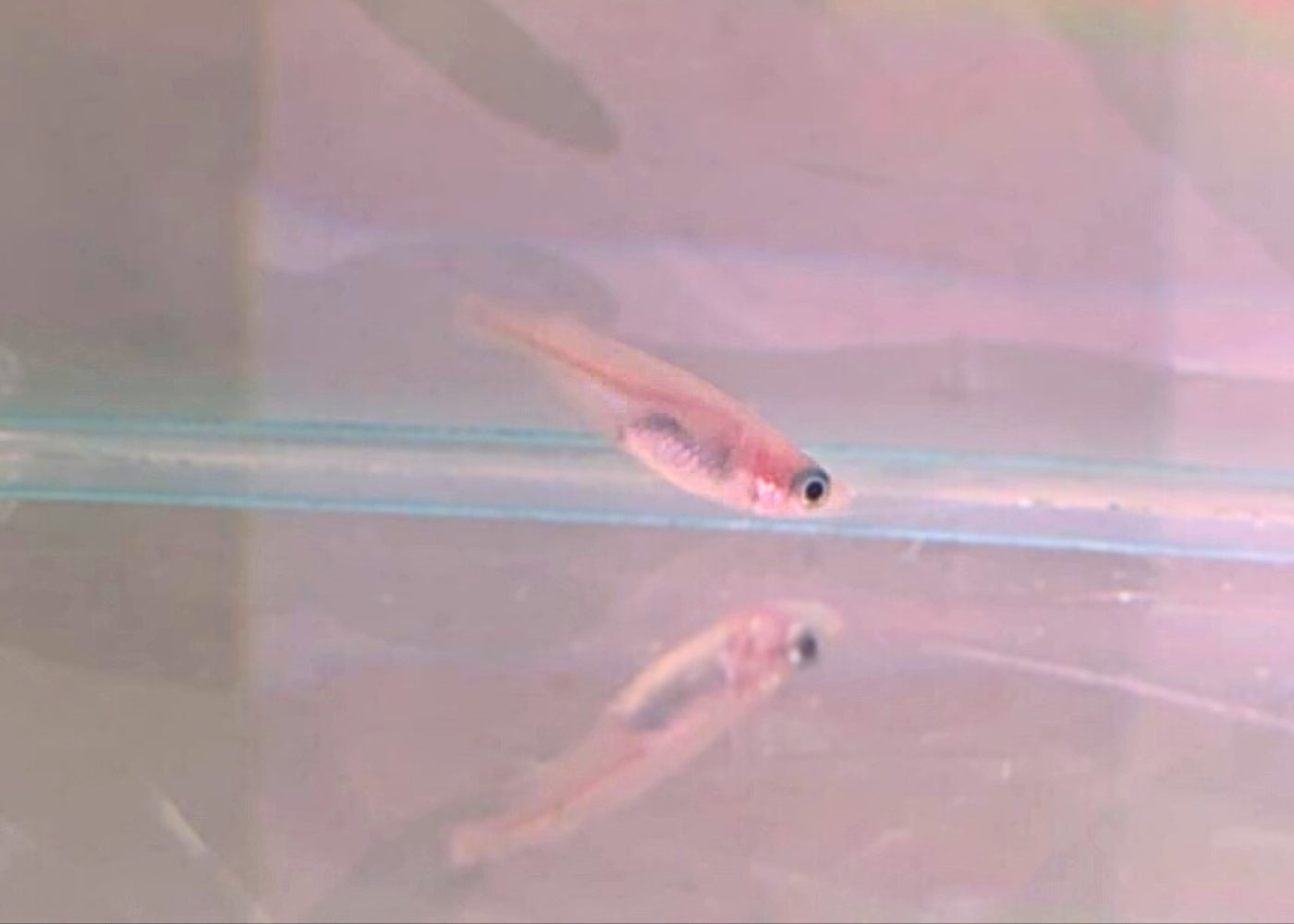 Pearl Medaka - Shinju