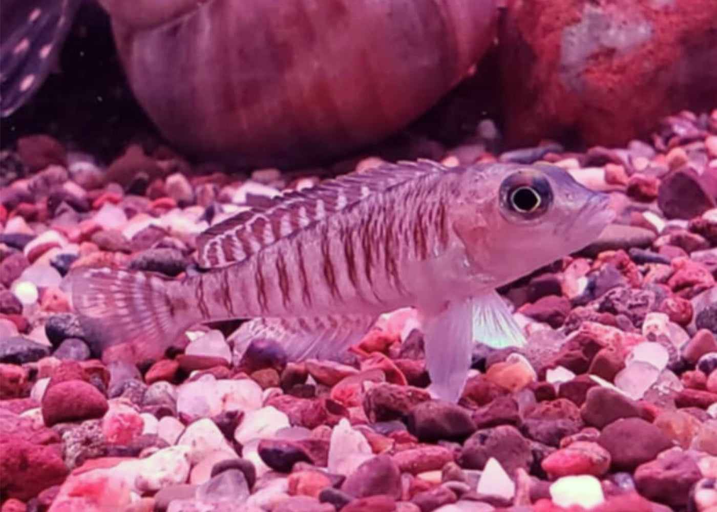Lamprologus Signatus