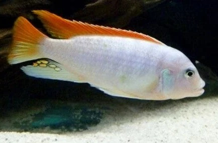 Metriaclima Greshakei