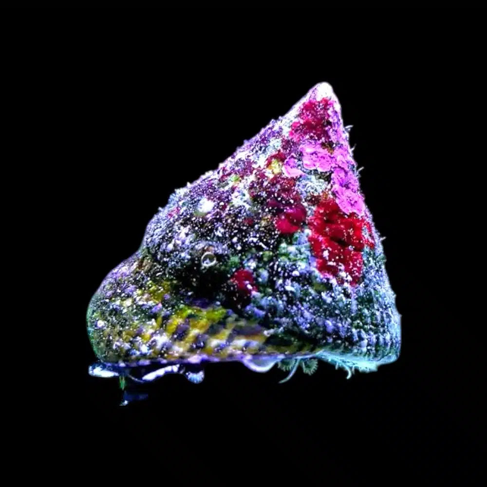 Trochus Snail - Marine