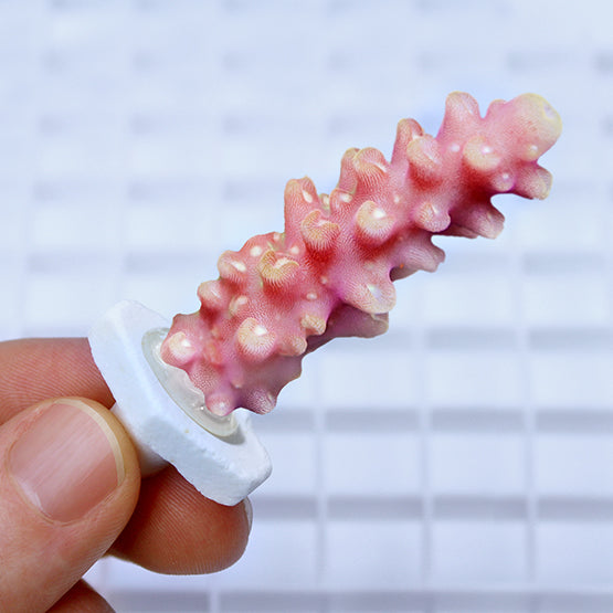 Seachem Coral Plugs 3