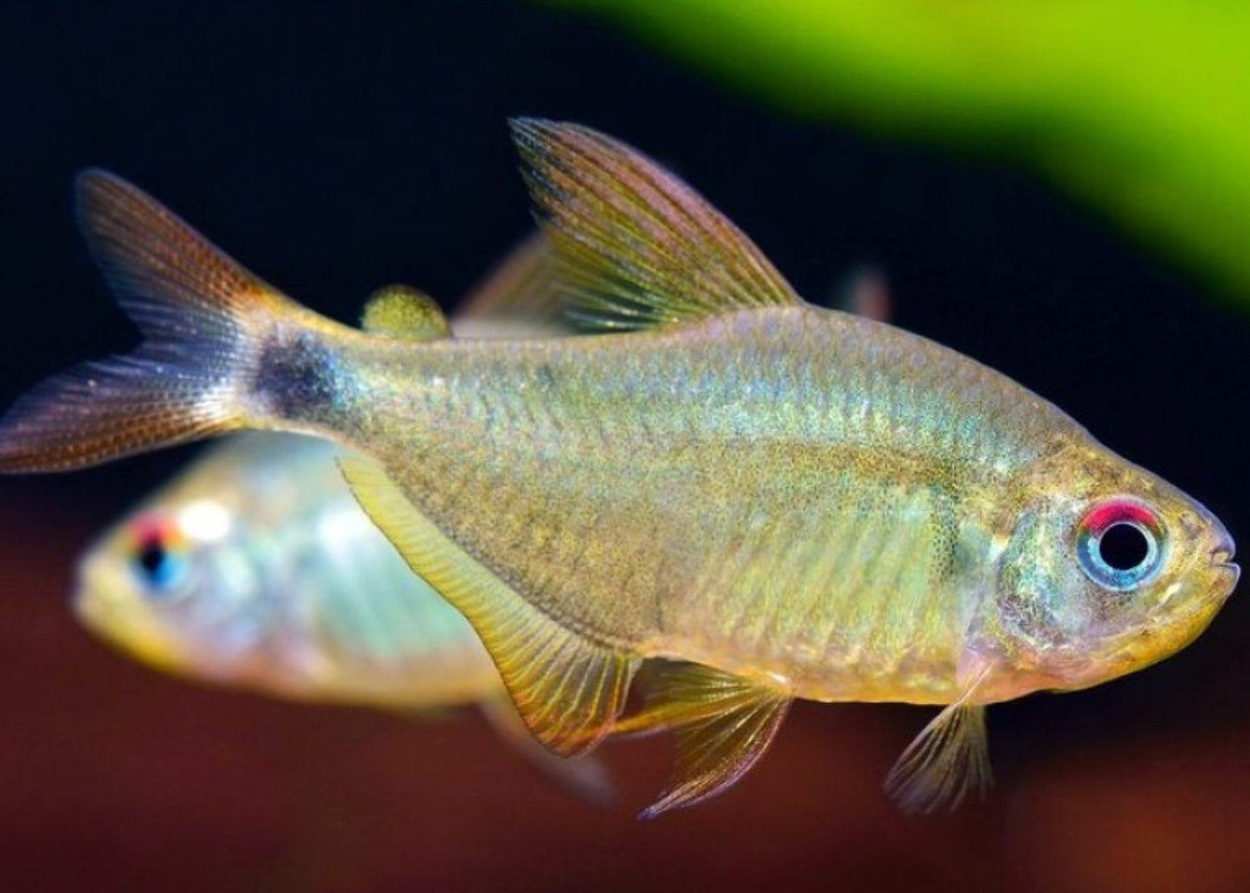 Kitty Tetra - Special 6 for $36