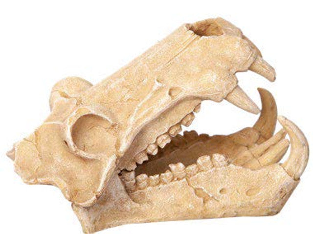 Ornament Hippo Skull 11wx18.5dx13cmh