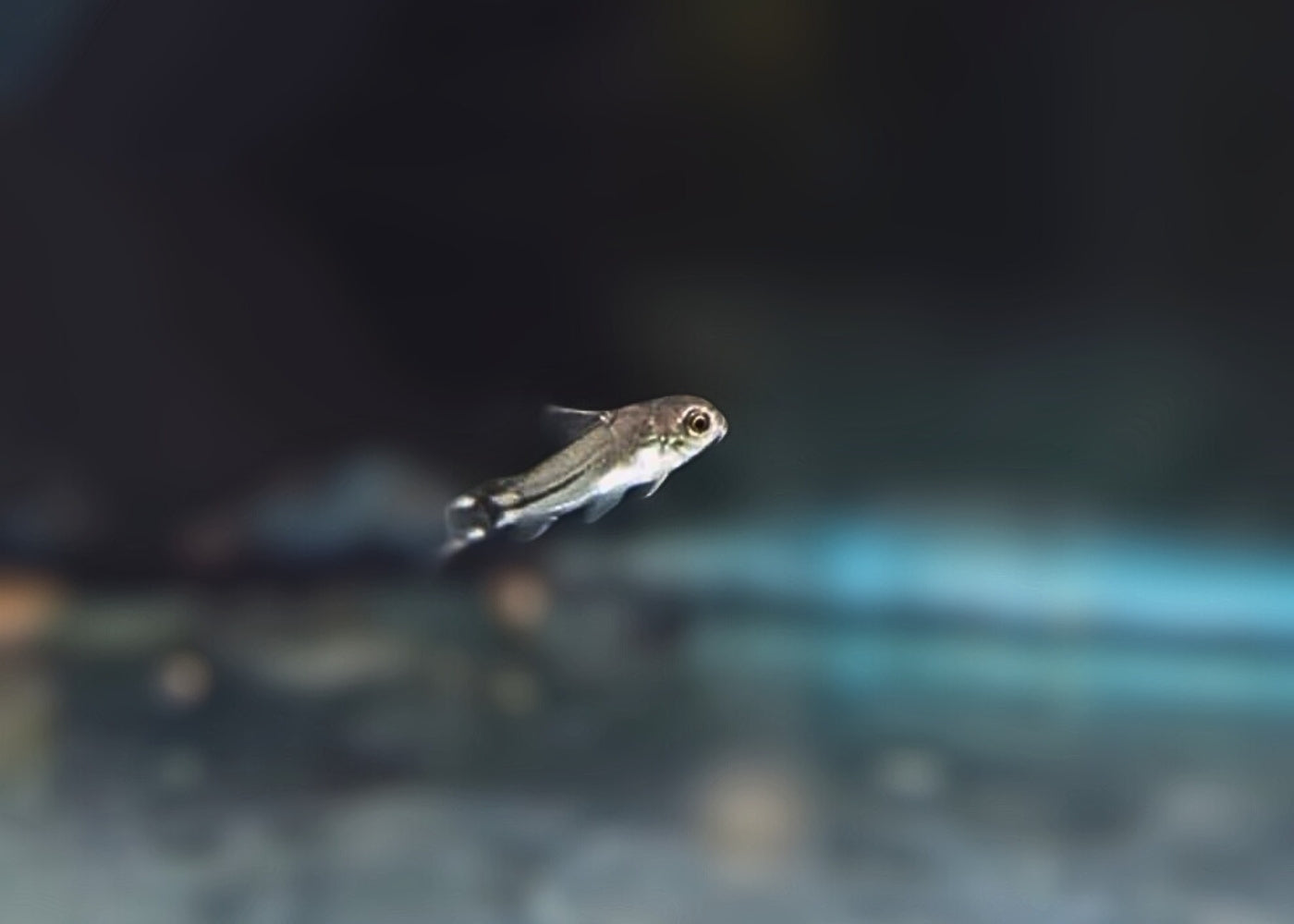 Corydoras Hastatus