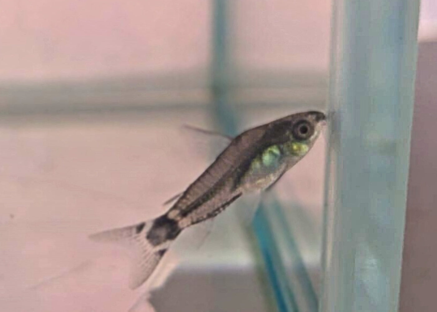 Corydoras Hastatus 2