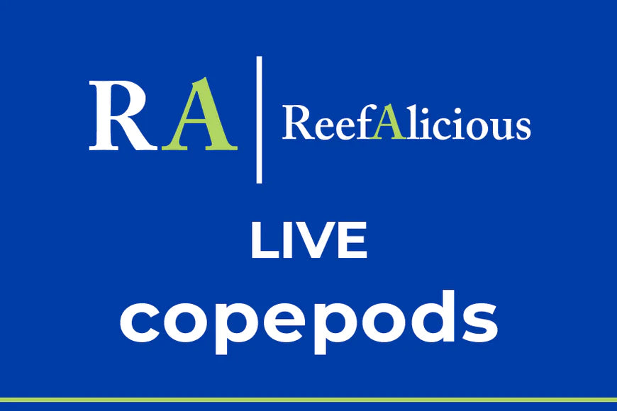 Reefalicious - Live Copepods