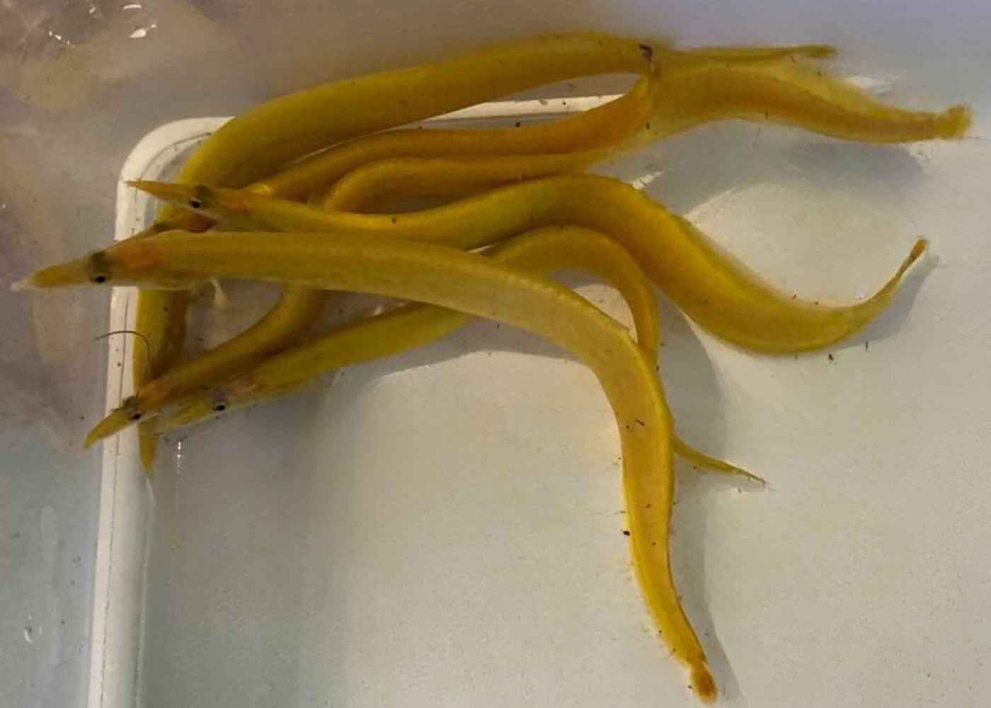 Golden Fire Eel - Xanthic