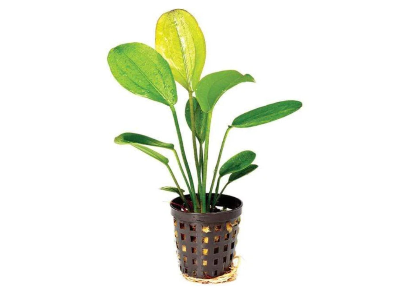 Echinodorus - Red October 5cm Pot