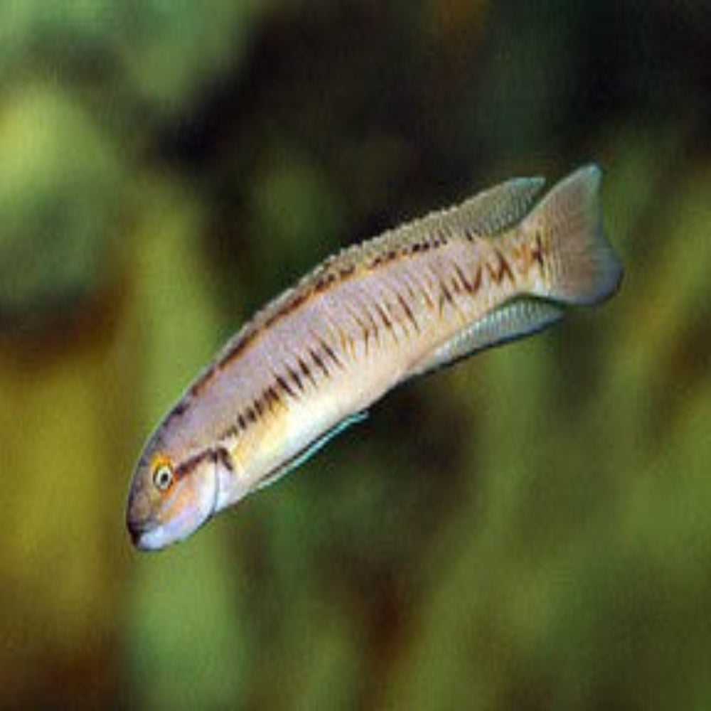 Telmatochromis vittatus