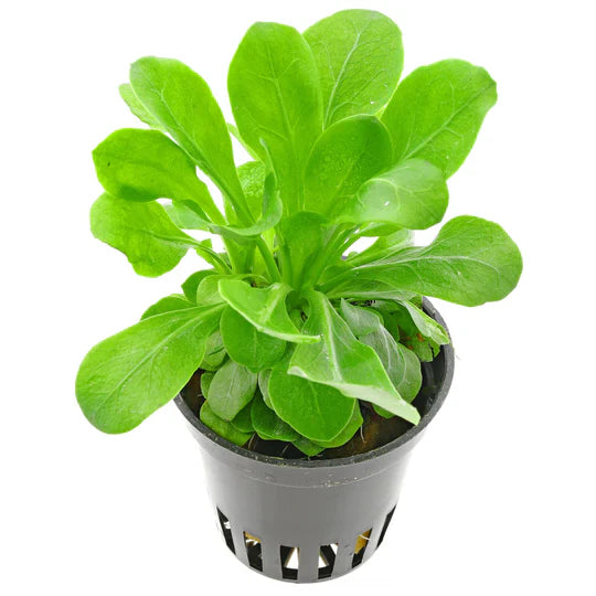 Water Rose - 5cm Mesh Pot